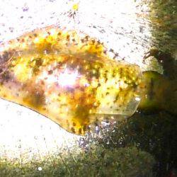 満月大潮アオリイカ６連発